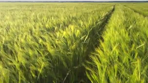 Zelené žitné stonky rostou na pozemních komunikacích po polích nahoře — Stock video