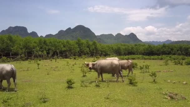 buffles avec de grandes cornes broutent sur prairie vue supérieure 