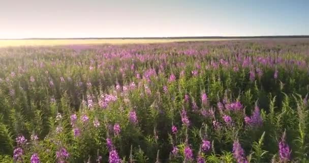 Different insects fly over flowers against wheat field — Stock Video
