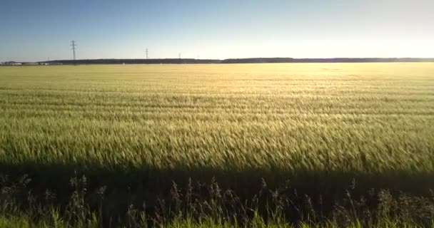 Tarwe veld verlicht door zon tegen groen bos en elektriciteitsleidingen — Stockvideo