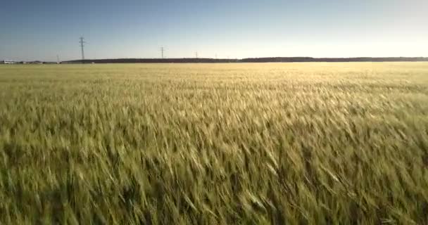 Trigo amarillo maduro contra el bosque y la carretera con coches de conducción — Vídeos de Stock