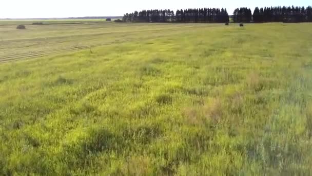 Close motion over grass to hay swathes and tractors — Stock Video