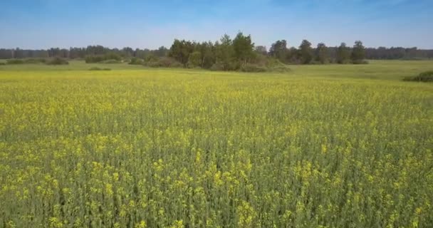 Espalda movimiento por encima de la floración campo de violación amarillo cerca de bosques — Vídeos de Stock