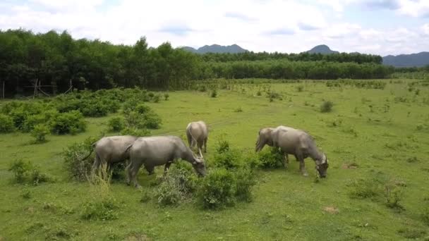 Wasserbüffel fressen Gras auf großem Feld Wolken Luftaufnahme — Stockvideo