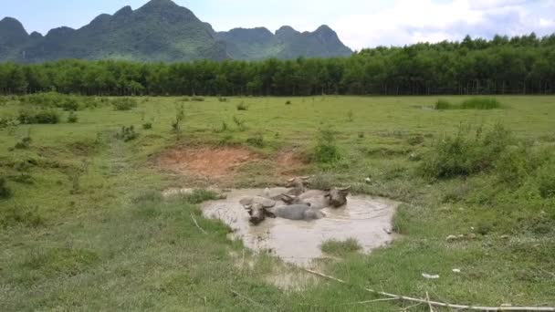 アジアの水牛は、暑い日の上のビューに汚れた水たまりに入浴 — ストック動画