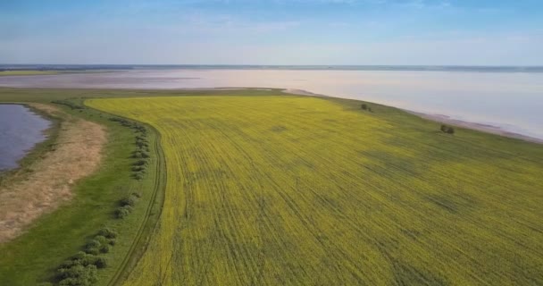 Vzdušné Panorama žluté pole znásilnění a velké jezero ve večerních hodinách — Stock video