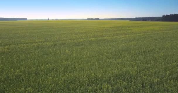 Vol supérieur au-dessus vaste champ de viol jaune sous le ciel bleu — Video