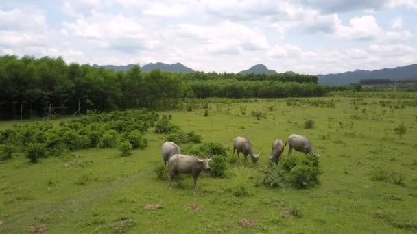 Buffaloes graze on fresh grassland at wood upper view — Stock Video