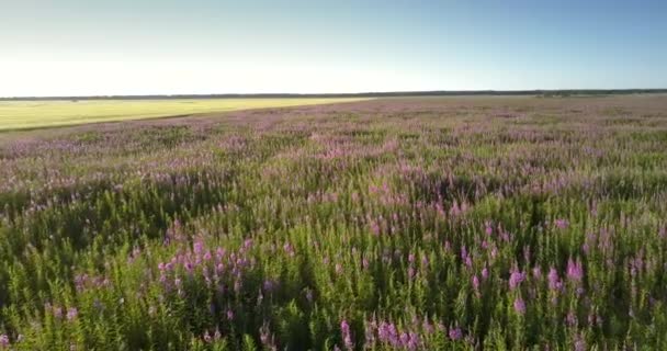 Lavendelwiese gegen gelbes Weizenfeld — Stockvideo