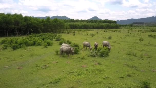 Buvoli jedí čerstvou trávu a listí na pastvinném vzdušném pohledu — Stock video