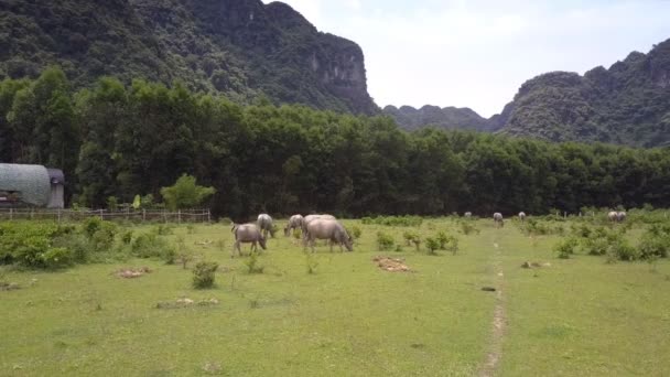 Jordbruksmark med bufflar flock äta färskt gräs övre utsikt — Stockvideo
