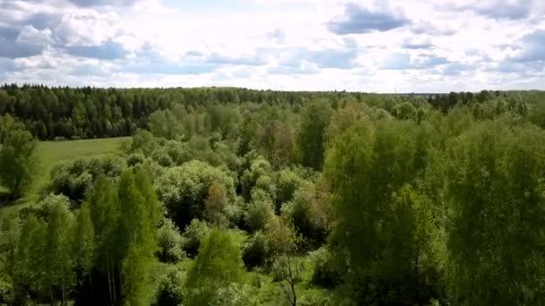 Malerisch hohe Waldbäume umgeben grüne Wiese oberhalb — Stockvideo