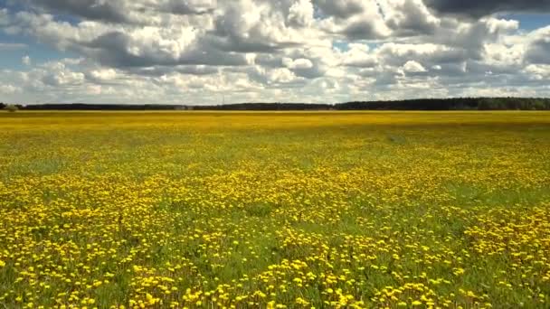 Panoramisch uitzicht bloeiende paardebloem veld en picturale hemel — Stockvideo