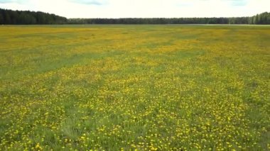 flycam ormanlarla çevrili karahindiba çayır üzerinde yükselir