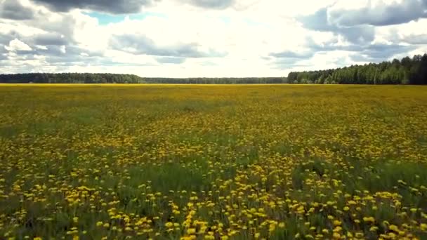 Luchtfoto gele paardebloem bloemen onder groen gras — Stockvideo