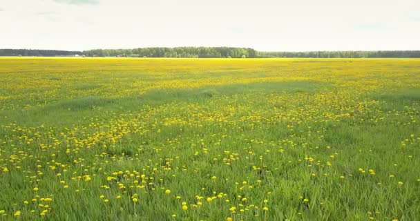 Яскраві жовті квіти кульбаби на величезному зеленому лузі — стокове відео