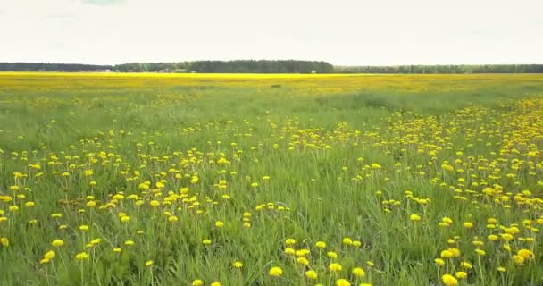 Movimento aéreo sobre o campo verde com dentes-de-leão florescendo — Vídeo de Stock