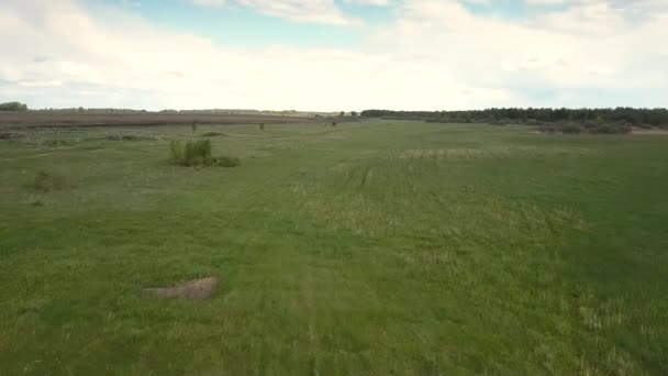 Movimiento sobre prado verde con arbustos raros árboles al horizonte — Vídeo de stock