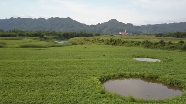 노란색 모자를 쓴 상부 뷰 사람이 필드에 땅콩을 수집합니다. — 비디오