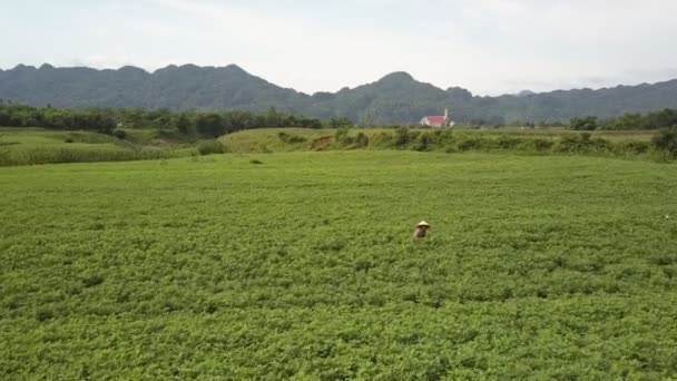 Pájaro ojo vuelo persona en sombrero recolecta cacahuetes en campo — Vídeos de Stock