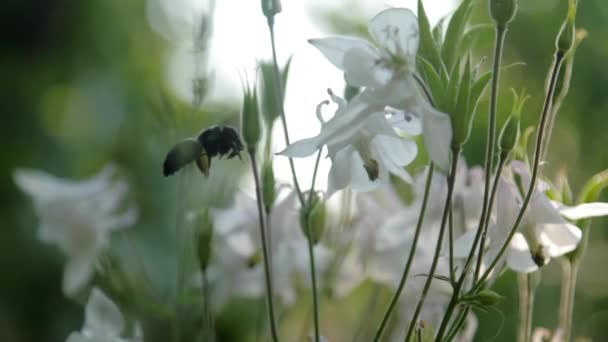 Negro endémico abejorro vuela cerca de blanco flores lento — Vídeo de stock