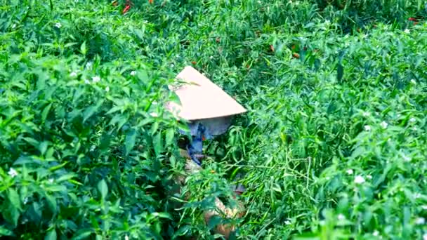 Worker in asian hat crops hot pepper on plantation — Stock Video