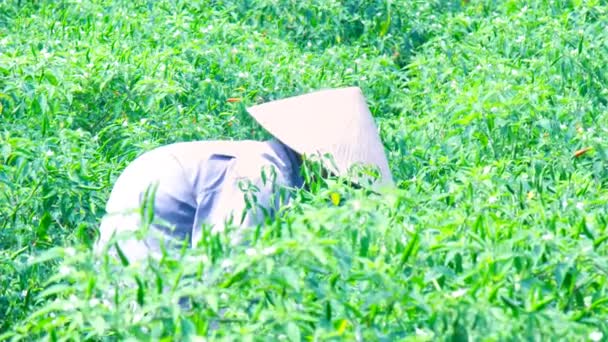 Работница в конусной шляпе забирает острый перец на плантации — стоковое видео