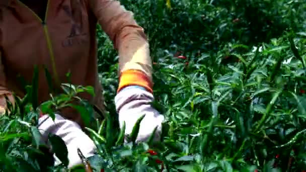 Fermer la vue ouvrier agricole dans les gants récoltes piment rouge mûr — Video