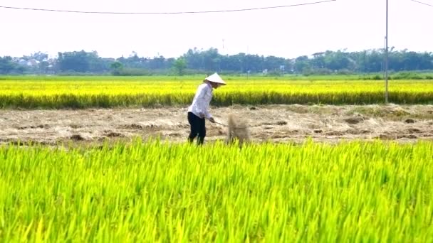 Agricultor em chapéu de cone vira palha de arroz em rolos no campo — Vídeo de Stock