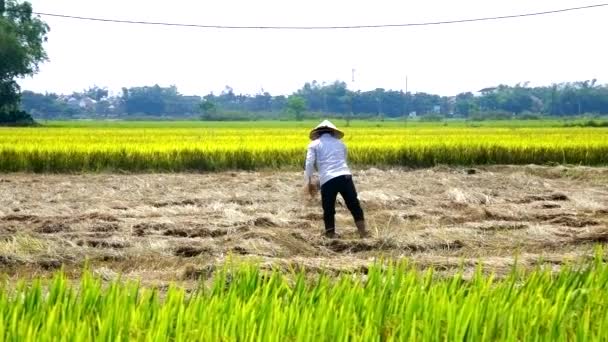 Rolnik w stożek kapelusz rozprzestrzenia słomy ryżu w rolkach w całej dziedzinie — Wideo stockowe