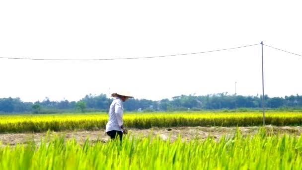 Boer in kegel hoed verandert rijststro met Pitchfork — Stockvideo