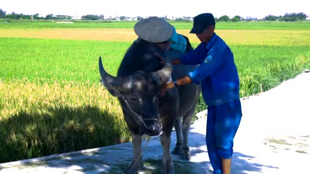 Agricultor encontra-se em búfalo costas amigo arranhões touro atrás da orelha — Vídeo de Stock