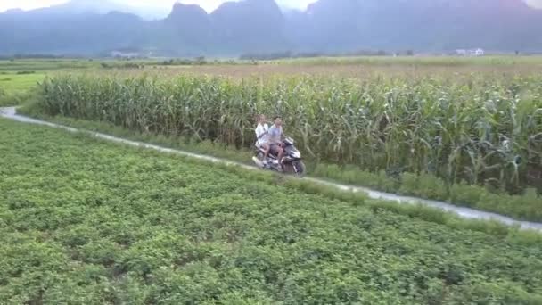 Vue supérieure couple promenades scooter passé champs de maïs dans la soirée — Video