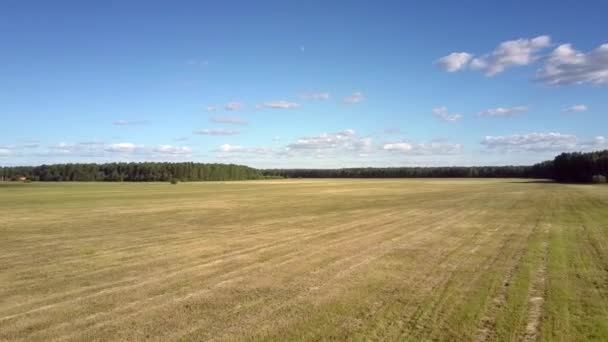 Вид с воздуха огромное поле с упакованным сеном в летний день — стоковое видео