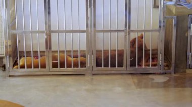 kırmızı kürk dinlenme ve temiz kafeste uyku ile evsiz köpekler