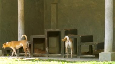 oldukça dinlenen evsiz köpekler koyu ahşap merdivenler altında yalan