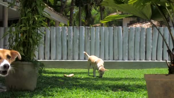 Pretty ginger animal explores carefully wide green lawn — Stock Video