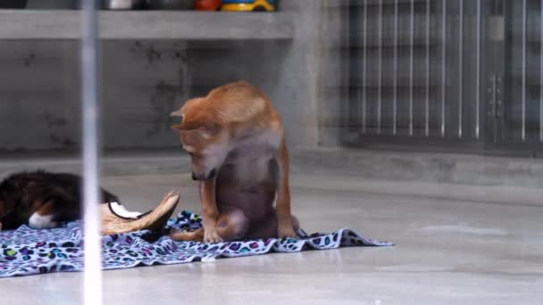 Hayvan barınağında felçli hinter pençeleri ile üzgün köpek yavrusu — Stok video
