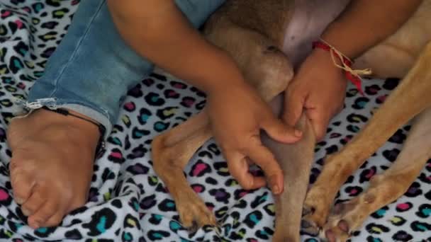 Vétérinaire professionnel examine patte de chien sans abri — Video