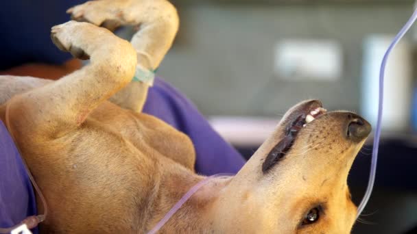 Calm anesthetized dog with opened mouth eyes and with drip — Stock Video