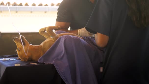 Znieczulony bezdomny beżowy pies z długim plastikowym kroplówką — Wideo stockowe