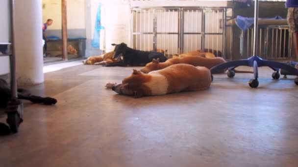 les grands chiens sans abri couchent ensemble sur le plancher frais de salle de chirurgie 