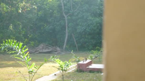 Sinhálské dívky v bílé uniformě chůze po zelených stromech — Stock video