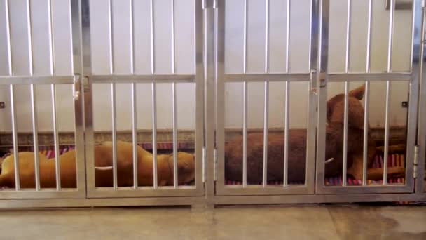 Движение из клетки с красными собаками, спящими в собачьей клинике — стоковое видео
