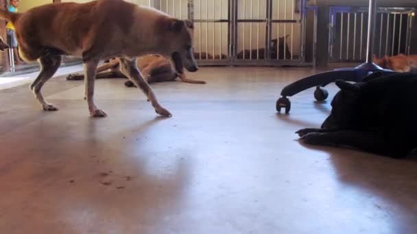 Roter Hund ohne Hinterpfote geht an großen Käfigen in Klinik vorbei — Stockvideo