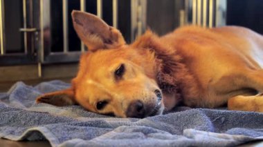 akıllı gözleri ile büyük zencefil evsiz köpek mavi havlu yatıyor