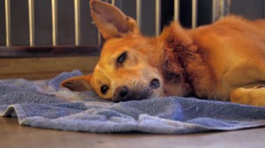 zeki ve üzgün gözleri ile güzel zencefil evsiz köpek