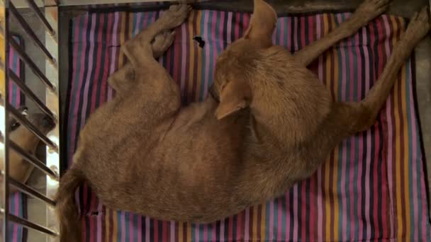 大きな耳を持つ茶色のスキニーホームレス犬は、ストライプの敷物の上にあります — ストック動画