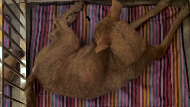 Brown skinny homeless dog with big ears lies on striped rug — Stock Video