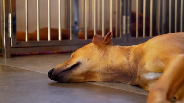 Skinny ljusa ingefära hund med lång nospartiet sover djupt — Stockvideo